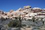 13JoshuaTree - 53